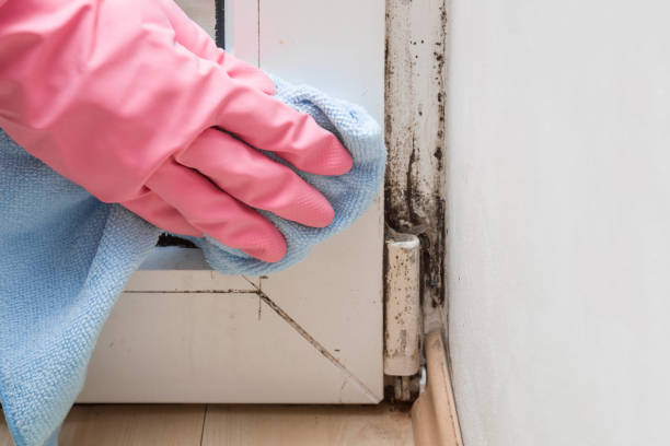 Professional Mold Remediation in Goshen, CA