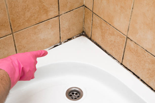 Best Commercial Mold Remediation in Goshen, CA